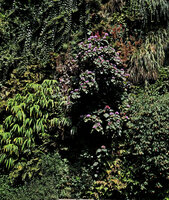 Clerodendrum bungei in full bloom at the Oasis d'Aboukir, July 2019