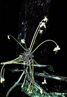Clerodendrum capitatum flowering in forest understory, La Maboke field station, Central African Republic