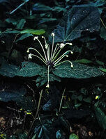 Clerodendrum capitatum, inflorescence like fireworks in forest understory, La Maboke field station, Central African Republic