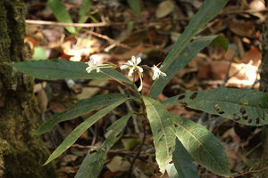 Clerodendrum lankawiense, beige flowers, Gunung Machinchang, Langkawi, Malaysia