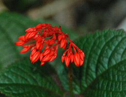 Clerodendrum sp., herbaceous tuberous species growing in limestone boulders, inflorescence detail, Hinboun, Laos