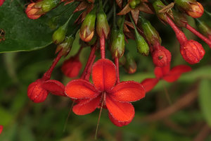 Clerodendrum splendens, Campo, Cameroun