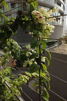 Clerodendrum thomsoniae blooming at Le Nouvel, Kuala Lumpur
