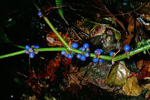 Clidemia septuplinervia, Guyane
