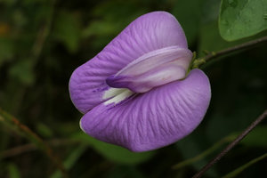 Centrosema pubescens, Campo, Cameroun