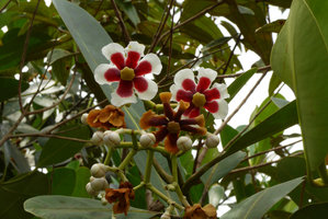 Clusia lanceolata, flower buds, flowers at anthesis and withering flowers, Lagos de Menegua, Puerto Lopez, Meta, Colombia