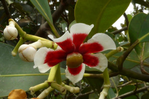 Clusia lanceolata,Lagos de Menegua, Puerto Lopez, Meta, Colombia