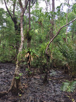 Coastal fresh swamp forest with epiphytic Bromeliceae and the fern Acrostichum aureum, Arusi, Nuqui, Choco, Colombia
