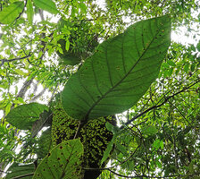 Coccoloba belizensis, leaf, Mountain Pine Ridge Forest Reserve, Belize