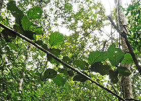 Coccoloba belizensis, leafy branches, Mountain Pine Ridge Forest Reserve, Belize