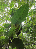 Coccoloba belizensis, leafy stems, Mountain Pine Ridge Forest Reserve, Belize