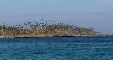 Coccothrinax alexandri, dense population on limestone rocky sea shore, Baracoa, Cuba