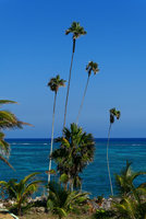 Coccothrinax alexandri individuals on limestone rocky sea shore, Baracoa, Cuba