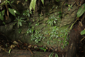 Codonoboea craspedodroma, Codonoboea puncticulata and Neckia serrata on a shaded vertical rock face, Endau Rompin NP, Malaysia
