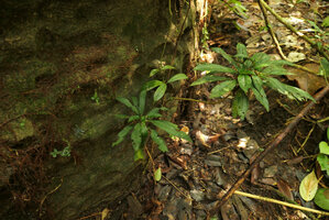 Codonoboea craspedodroma, old individual with leaves rosette ending a naked woody stem, on the vertical face of a rock in a protected forest canyon, Endau Rompin NP, Malaysia