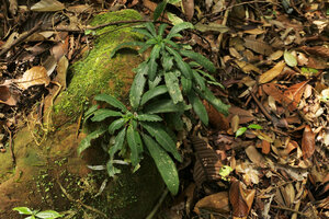Codonoboea craspedodroma, strictly saxicolous in forest understory, Endau Rompin NP, Malaysia
