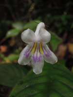 Codonoboea hispida, flower, Fraser&#039;s Hill, Malaysia