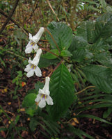 Codonoboea hispida, flowers, Fraser&#039;s Hill, Malaysia