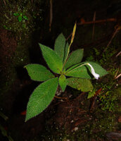 Codonoboea kjellbergii, flower and capsule, Manusela NP, 1000 m asl, Seram, Moluccas