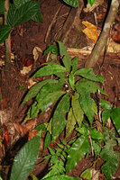 Codonoboea lilacina, adult flowering individual on vertical earth bank along Tahan river, Taman Negara, Malaysia