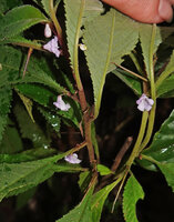 Codonoboea lilacina, alternate leaves, long internodes and flower peduncles adnate to petiole, Tahan river, Taman Negara, Malaysia