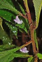 Codonoboea lilacina, flower peduncles adnate to petiole, Tahan river, Taman Negara, Malaysia