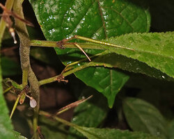 Codonoboea lilacina, inflorescence peduncle adnate to to the petiole on half its length and emerging elongated pointed capsular fruits, earth banks along Tahan river, Taman Negara, Malaysia