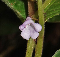 Codonoboea lilacina, pale purple corolla, anthers and pistil, Tahan river, Taman Negara, Malaysia