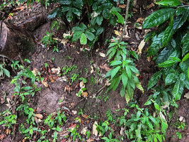 Codonoboea lilacina, population with individuals at all stages, from seedlings to adult flowering plants;  earth banks along Tahan river, Taman Negara, Malaysia