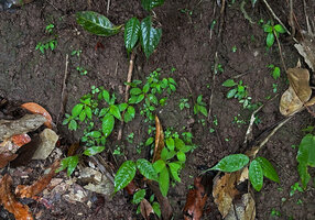 Codonoboea lilacina, seedlings on vertical earth bank devoid of litter thus allowing successful germination of the tiny seeds, Tahan river, Taman Negara, Malaysia