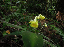 Codonoboea malayana, flower at anthesis, Fraser&#039;s Hill, Malaysia