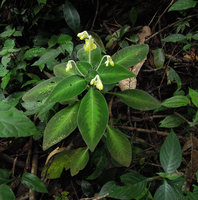 Codonoboea malayana, synchronous flowering individual, Fraser&#039;s Hill, Malaysia