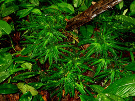 Codonoboea  pectinata, population, Selangor, Malaysia