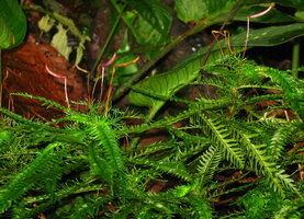 Codonoboea  pectinata, straight boat shaped capsular fruits, Selangor, Malaysia
