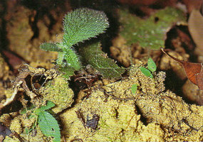 Codonoboea platypus, two big vegetative plantlets on left issued from leaf cutting and three tiny sexual seedlings on right issued from dust seeds germinating on a small soil emergence, Kanching FR, Malaysia