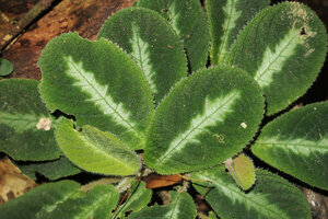Codonoboea puncticulata, refringent silver design along the midrib, Endau Rompin NP, Malaysia