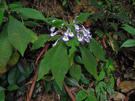 Codonoboea quinquevulnera, synchronous flowering from successively older leaf axils, Fraser&#039;s Hill, Malaysia