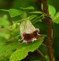 Codonopsis ussuriensis, open flower, Hakone, Japan