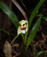 Coelogyne beccarii, Kwau, 1600 m asl, Arfak Mts, West Papua