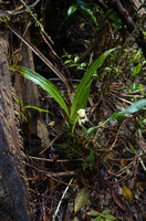 Coelogyne beccarii on top of leaf litter and decomposing branches in forest understory, Kwau, 1600 m asl, Arfak Mts, West Papua