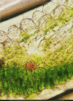 Colocasia affinis in north Thailand forest understory, the transparent dome shaped epidermal leaf cells acting like lenses focusing the light on the chloroplasts of the underlying cells, photo by Patrick Blanc