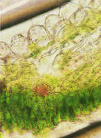 Colocasia affinis, upper leaf transparent lens dome shaped epidermal cells focusing the light on some chloroplasts of the green underlying cell layer, Doi Suthep, Thailand