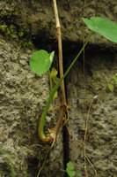 Colocasia esculenta (= C. formosana), new leafy shoot at the runner extremity, Tengjhih, Taiwan