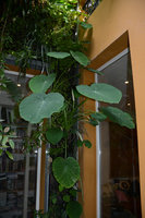 Colocasia formosana with inflorescence, patio Patrick Blanc Home