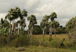 Colpothrinax wrightii population established in anthropogenic savanna habitat, Valle de Vinales, Cuba