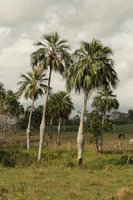 Colpothrinax wrightii, Valle de Vinales, Cuba