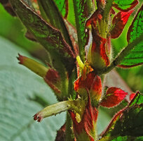 Columnea albovinosa, bicoloured green and red small leaves and bracts and white corolla hairy tube with small dark purple lobes, Mashpi FR, Pichincha, Ecuador