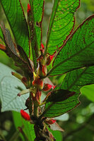 Columnea albovinosa, bicoloured green and red small leaves and bracts, red edged big leaves and white corolla tube with small dark purple lobes, Mashpi FR, Pichincha, Ecuador