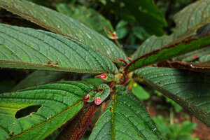 Columnea albovinosa, big and small opposite leaves on dorsiventral stems,  Mashpi FR, Pichincha, Ecuador.