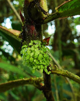 Columnea albovinosa, clustered seedlings issued from o fruit still fixed to the mother plant stem, Mashpi FR, Pichincha, Ecuador